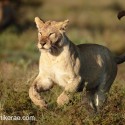 Lion running at dawn. Ndutu. Panthera leo