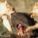 Two Lions pulling a morning meal. Ndutu. Panthera leo