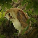 Barn owl early morning yawn in oak. July Suffolk. Tyto alba
