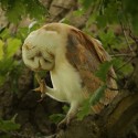 Barn owl itch in middle of morning oak. July Suffolk. Tyto alba