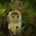 Barn owl foot up in morning oak. July Suffolk. Tyto alba
