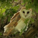 Barn owl looking through leaves in morning oak. July Suffolk. Tyto alba