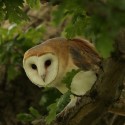 Barn owl over branch in morning oak. July Suffolk. Tyto alba