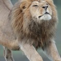Lion early morning stretch. Ndutu. Panthera leo