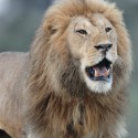 Lion standing and looking. Ndutu. Panthera leo