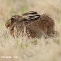 Brown hare not hiden on dry grass. July Suffolk. Lepus europaeus