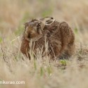 Brown hare not hiden from front on dry grass. July Suffolk. Lepus europaeus