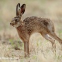Brown hare big stretch on dry grass. July Suffolk. Lepus europaeus