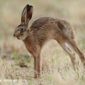 Brown hare stretch and yawn on dry grass. July Suffolk. Lepus europaeus