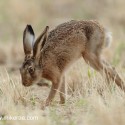 Brown hare creeping forward on dry grass. July Suffolk. Lepus europaeus