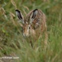 Brown hare running in wet grass. July Suffolk. Lepus europaeus