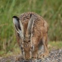 Brown hare checking the track, rainy evening. July Suffolk. Lepus europaeus