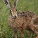 Brown hare standing wet evening. July Suffolk. Lepus europaeus