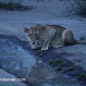 Lion about to drink by star light. Ndutu. Panthera leo