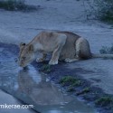 Lion drinking by star light. Ndutu. Panthera leo