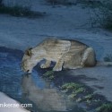 Lion drinking by moon light. Ndutu. Panthera leo
