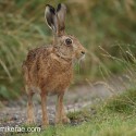 Brown hare standing tall wet evening. July Suffolk. Lepus europaeus