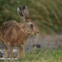 Brown hare standing rye grass wet evening. July Suffolk. Lepus europaeus