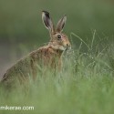 Brown hare eating grass, rainy evening. July Suffolk. Lepus europaeus