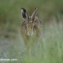 Brown hare running through grass, rainy evening. July Suffolk. Lepus europaeus