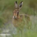 Brown hare rstanding in the rain evening. July Suffolk. Lepus europaeus
