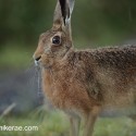 Brown hare, rainy evening. July Suffolk. Lepus europaeus