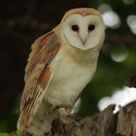 Barn owl early morning foot up in oak. July Suffolk. Tyto alba