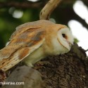 Barn owl early morning about to fly from oak. July Suffolk. Tyto alba