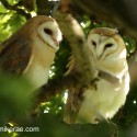 Barn owl pair deep in summer oak. July Suffolk. Tyto alba