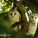 Barn owl pair looking deep in summer oak. July Suffolk. Tyto alba