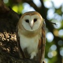 Barn owl on branch deep in summer oak. July Suffolk. Tyto alba