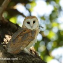 Barn owl on large branch deep in summer oak. July Suffolk. Tyto alba