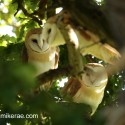 Three Barn owls deep in summer oak. July Suffolk. Tyto alba