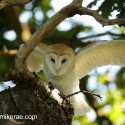 Barn owl wing out deep in summer oak. July Suffolk. Tyto alba