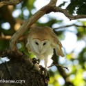 Barn owl on the prowl deep in summer oak. July Suffolk. Tyto alba