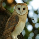 Barn owl alert on branch deep in summer oak. July Suffolk. Tyto alba