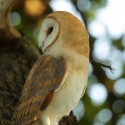 Barn owl looking back on branch deep in summer oak. July Suffolk. Tyto alba