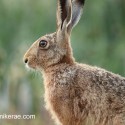 Brown Hare intimate detail. July Suffolk. Lepus europaeus