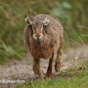 Brown Hare low and slow. July evening Suffolk. Lepus europaeus