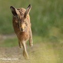 Brown Hare running the bend through grass. July evening Suffolk. Lepus europaeus