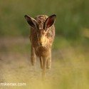 Brown Hare runs head on through sunset grass. July Suffolk. Lepus europaeus