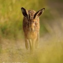 Brown Hare running sunset grass. July Suffolk. Lepus europaeus