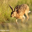 Brown Hare sunset run by. July Suffolk. Lepus europaeus