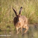 Brown Hare sunset direction change. July Suffolk. Lepus europaeus