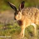 Brown Hare sunset walk. July Suffolk. Lepus europaeus