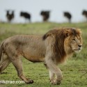Lion watched by wildebeest. Ndutu. Panthera leo