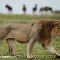 Lion walking watched by wildebeest. Ndutu. Panthera leo