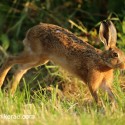 Brown Hare sunset jump. July Suffolk. Lepus europaeus