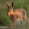 Brown Hare sunset lit head. July Suffolk. Lepus europaeus