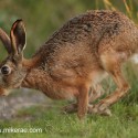 Brown Hare running sun lit ears. July evening Suffolk. Lepus europaeus
